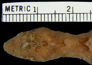 Media type: image; Herpetology R-154127